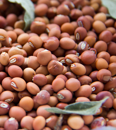 Pigeon Peas
