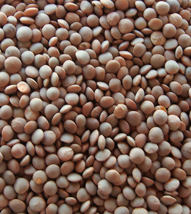 Canada - Lentils