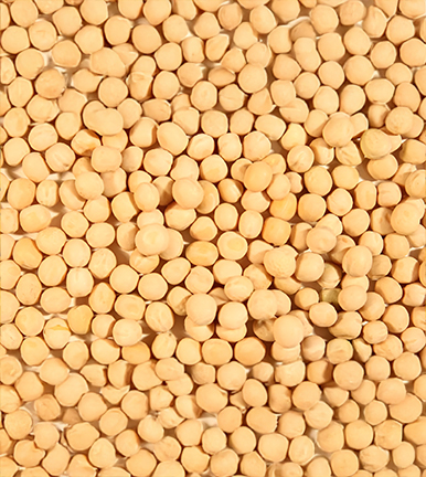 Russia - Yellow Peas