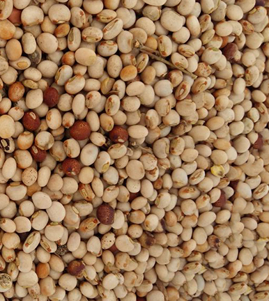 Pigeon Peas